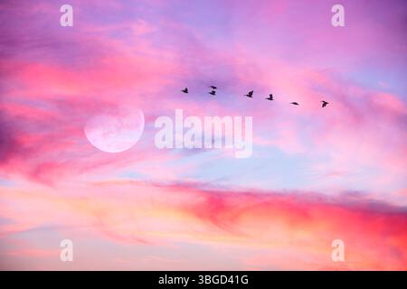 Eine Vogelschar fliegt am Mond vor Einer farbenfrohen Wolkenlandschaft Stockfoto