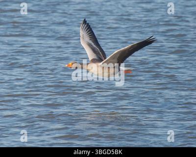Graugans im Flug Anser Anser Abberton Reservoir, Essex, UK BI045011 Stockfoto