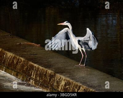 Graureiher am Wer Ardea cinerea Abberton Reservoir, Essex, UK BI045076 Stockfoto