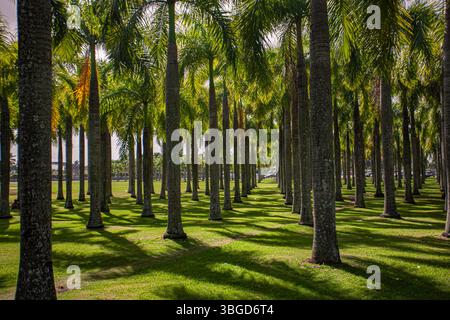 Higuey, Dominikanische Republik 1. Januar 2025: Einheitliche Palmenreihen, die Schatten auf kurzem grünem Gras werfen, in einem öffentlichen Park in higuey, dominikanischer repub Stockfoto