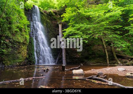 England, North Yorkshire, North York Moors National Park. Falling Foss, ein beliebter Wasserfall im Sneaton Forest in der North York Moors Nation Stockfoto