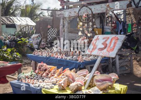 Isla Mujeres, Mexiko 1. Januar 2025: Farbenfrohe Muscheln auf Tischen an einem Marktstand im Freien in isla mujeres, mexiko, mit einzigartigem Souven Stockfoto