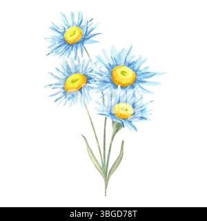 Zwei blaue Asterstämme mit grünem Laub und gelben Mittelpunkten in einer Aquarellabbildung. Wildblumenstrauß-Clipart, ideal für Blumenplakate, Gartenetiketten und Kosmetikverpackungen Stockfoto