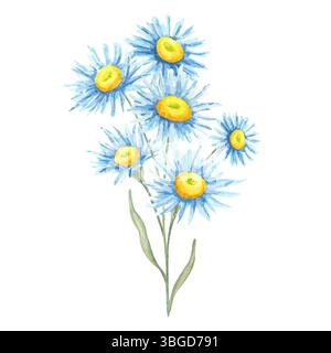 Blaue Asterblumen mit gelben Mittelpunkten in einer zarten Aquarellillustration. Wildblumenstrauß Illustration geeignet für Einladungen, Blumenpapier, botanische Wandkunst, Blumenverpackung Stockfoto