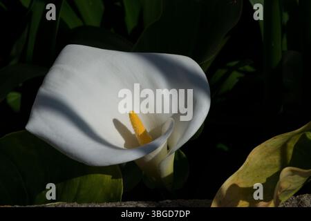 Nahaufnahme einer einzelnen weißen Calla-Lilienblüte Stockfoto