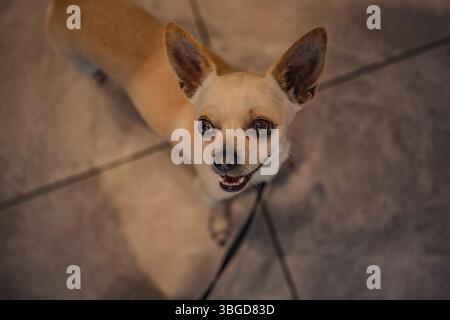 Palermo, Italien 1. Januar 2025: Glücklicher chihuahua-Hund mit Leine auf gefliestem Boden, von oben gesehen Stockfoto