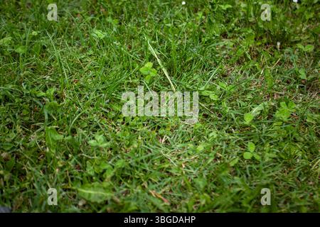 Bologna, Italien 1. Januar 2025: Grünes Gras wächst auf einem Rasen mit Klee in bologna, italien Stockfoto