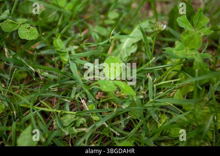 Bologna, Italien 1. Januar 2025: Nahaufnahme eines kleinen Kleeblattes, umgeben von grünen Grashalmen, das die lebendige Flora von bologna, italien, zeigt Stockfoto