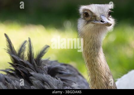 Nahaufnahme von Greater rhea. Hochwertige Fotos Stockfoto