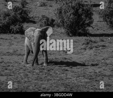 Ein einsamer afrikanischer Elefant spaziert durch die grasbewachsene Savanne in Südafrika. Einfarbiges Wildtier-Bild, das Skala und Bewegung erfasst. Stockfoto
