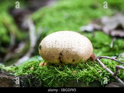 Nahaufnahme von Bovist auf grünem Moos im Wald. Sphärischer Speisepilz. Stockfoto