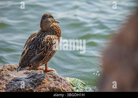 Gardasee, Italien 3. Januar 2025: Weibliche Stockenten ruhen auf einem Felsen am Ufer des gardasees Stockfoto