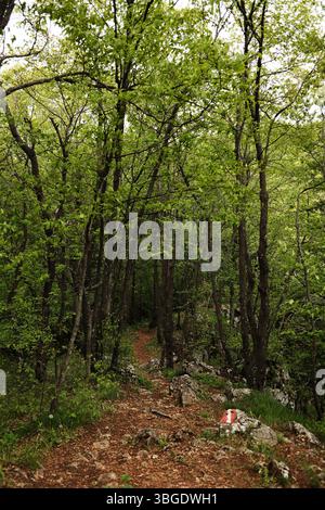 Waldweg führt durch üppige grüne Bäume auf dem Ovcar Mountain. Wanderweg mit rot-weißem Schild markiert. Serbien Land im Frühling. Stockfoto