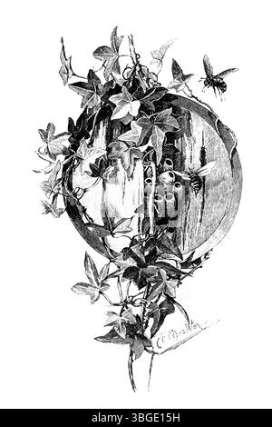 Nest von Maurerbienen in Efeu-bekleideten Stümpfen, gravierte Linienillustration des viktorianischen Illustrators Louis Fairfax Muckley, aus dem Jahr 1892 The Quiver Magazine Stockfoto