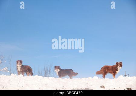 Drei Hunde stehen auf einem schneebedeckten Hügel und blicken auf den blauen Himmel Stockfoto