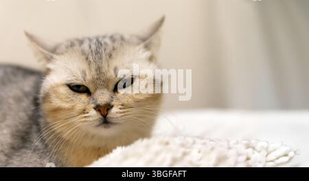 Nahaufnahme einer silbernen Tabbykatze, die auf einer weichen weißen Decke liegt, mit verengten Augen und einem mürrischen Ausdruck. Stockfoto