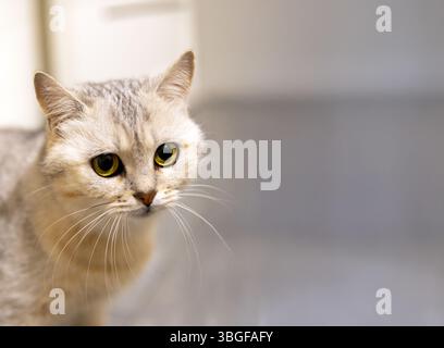 Nahaufnahme einer hellgrauen Tabbykatze mit großen, ausdrucksstarken gelben Augen, die innen leicht zur Seite schauen. Stockfoto