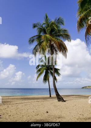 Idyllische tropische Strandlandschaft mit Kokospalmen, Meer, Sand und Sonne am La Caravelle Beach in Sainte Anne, Guadeloupe. Grande Terre caribbean B Stockfoto
