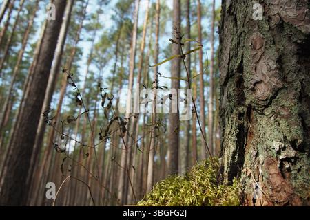Nahaufnahme von Mossy Tree Trunk in einem dichten Wald Stockfoto