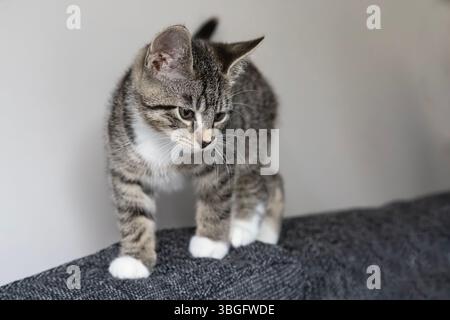 Neugieriges, süßes, junges häusliches, kurzhaariges Tabby-Kätzchen, das im Alter von acht Wochen die Möbel erkundet Stockfoto