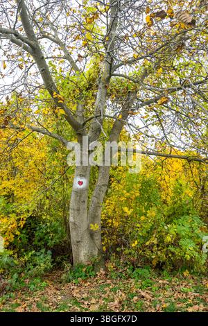 Baumstamm mit gemaltem rotem Herzsymbol für Liebe und Zuneigung im Herbstwald in Banska Stiavnica, Slowakei Stockfoto