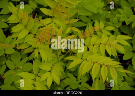 Nahaufnahme von lebhaftem grünen Waldlaub mit jungen rötlichen farnähnlichen Trieben. Frische Frühlingsvegetation mit strukturierten Verbundblättern. Stockfoto
