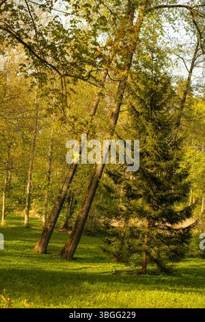 Sonnenlicht, das durch einen Frühlingswald filtert, hebt ein hohes immergrünes Licht unter den lehnenden Laubbäumen hervor. Eine üppig grüne Wiese teppickt den Boden. Stockfoto