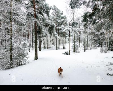 Lustiger freundlicher brauner Shiba Inu Hund im Winterwald Stockfoto