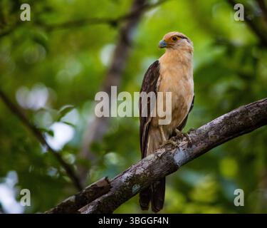 A gelbköpfige Caracara, Milvago chimachima, Quebro, Provinz Veraguas, Republik Panama, Zentralamerika. Stockfoto