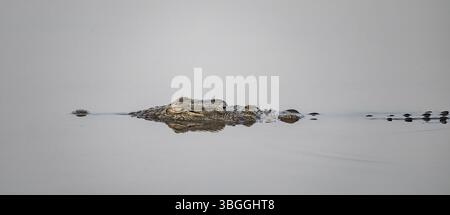 Nil-Krokodil (Crocodylus niloticus) Schwimmen im Wasser, Reflexion, Kruger-Nationalpark, Südafrika, Afrika Stockfoto