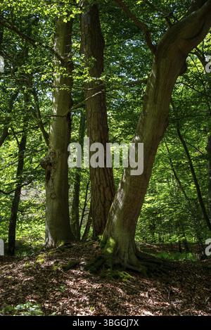 Sonnenlicht fällt durch das dichte Baldachin im Darsswald bei Prerow, Mecklenburg-Vorpommern, Deutschland, Europa Stockfoto