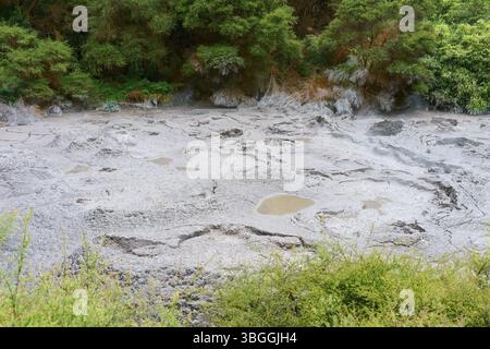 Graues Schlammfeld mit Rissen und Pfützen umgeben von üppiger Vegetation in einem geothermisch aktiven Gebiet, Te Puia, Whakarewarewa, Rotorua, Neuseeland, Ocea Stockfoto
