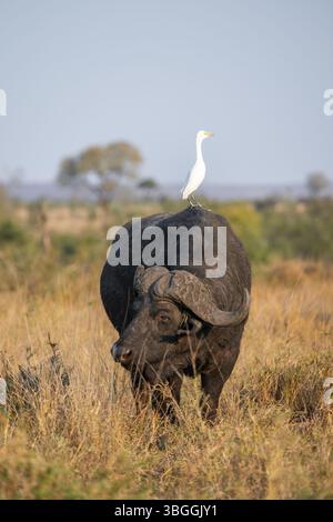 Rinderreiher (Bubulcus ibis) auf dem Rücken eines Kapbüffels (Syncerus Caffer Caffer Caffer Caffer), Stier im trockenen Gras, afrikanische Savanne, lustig, Krug Stockfoto