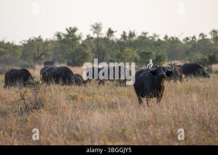 Rinderreiher (Bubulcus ibis) auf dem Rücken eines Kapbüffels (Syncerus Caffer Caffer Caffer), Herde im trockenen Gras, afrikanische Savanne, lustig, Krug Stockfoto