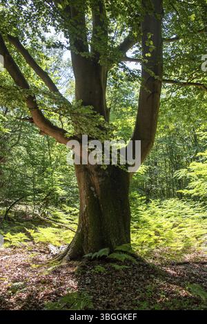 Sonnenlicht fällt durch das dichte Baldachin im Darsswald, Kupferbuchen, Prerow, Mecklenburg-Vorpommern, Deutschland, Europa Stockfoto