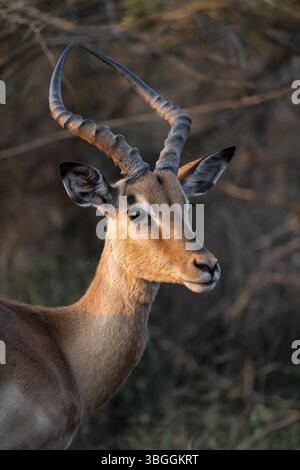 Impala (Aepyceros melampus), männlicher Erwachsener, schwarze fersenantilope, Kruger-Nationalpark, Südafrika, Afrika Stockfoto