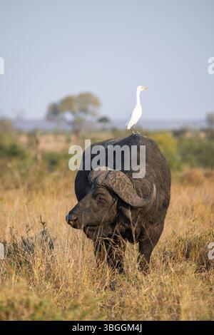 Rinderreiher (Bubulcus ibis) auf dem Rücken eines Kapbüffels (Syncerus Caffer Caffer Caffer Caffer), Stier im trockenen Gras, afrikanische Savanne, lustig, Krug Stockfoto