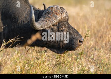 Kapbüffel (Syncerus Caffer Caffer Caffer Caffer), erwachsener Mann, im trockenen Gras, im Abendlicht, Tierporträt, Kruger-Nationalpark, Südafrika, Afrika Stockfoto