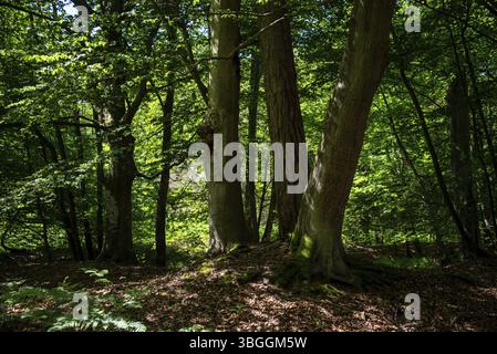 Sonnenlicht fällt durch das dichte Baldachin im Darsswald bei Prerow, Mecklenburg-Vorpommern, Deutschland, Europa Stockfoto