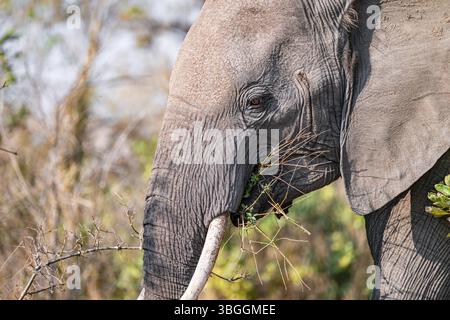 Afrikanischer Elefant (Loxodonta africana), Erwachsener, der Gras und Blätter isst, Kruger-Nationalpark, Südafrika, Afrika Stockfoto