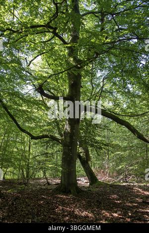 Sonnenlicht fällt durch das dichte Baldachin im Darsswald, Kupferbuchen, Prerow, Mecklenburg-Vorpommern, Deutschland, Europa Stockfoto