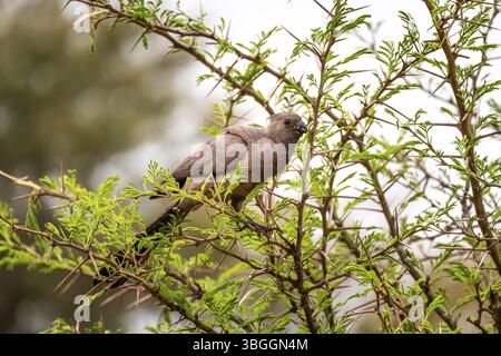 Grauflügeliger Warbler (Crinifer concolor) (Corythaixoides concolor), der auf einem Ast eines Akazienbaums sitzt, Kruger-Nationalpark, Südafrika, Afrika Stockfoto