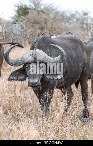 Kap-Büffel (Syncerus Caffer Caffer Caffer) mit Gelbschnabel-Oxpecker (Buphagus africanus), Kruger-Nationalpark, Südafrika, Afrika Stockfoto