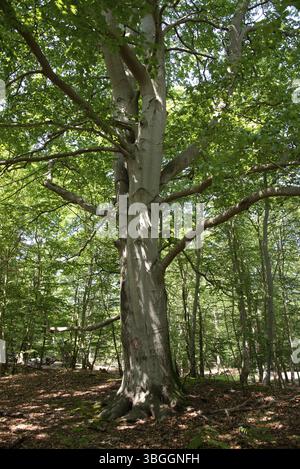 Sonnenlicht fällt durch das dichte Baldachin im Darsswald, Kupferbuchen, Prerow, Mecklenburg-Vorpommern, Deutschland, Europa Stockfoto