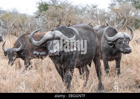 Herde von Cape Buffalo (Syncerus Caffer Caffer Caffer), in trockenem Gras, Kruger-Nationalpark, Südafrika, Afrika Stockfoto