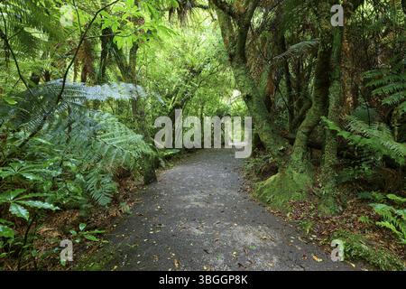 Ein schmaler Pfad schlängelt sich durch einen dichten, grünen Wald mit Farnen, Waterfall Track, McLaren Fall Park, Omanawa, Nordinsel, Neuseeland, Ozeanien Stockfoto