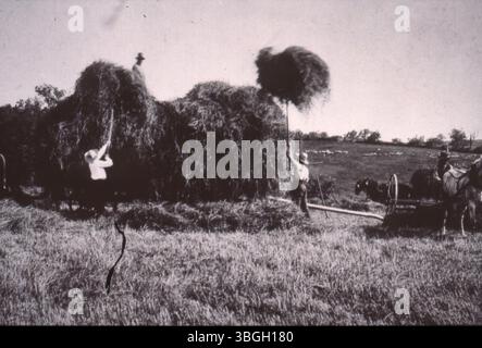 Vier Männer ernten Heu auf einem Bauernhof und beladen es mit Heugabeln auf einen Wagen. Zwei Männer sammeln Heu vom Boden, während einer auf dem beladenen Wagen steht. Ein vierter Mann fährt eine Landmaschine, die von einem Pferd gezogen wird, das mit einem Fadenfliegennetz ausgestattet ist. Im Hintergrund wird ein weiterer Wagen von einem Team von zwei Pferden gezogen, wobei in der Ferne eine Schafherde sichtbar ist. Stockfoto