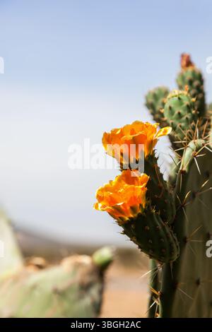 Gelben Blüten auf einem Kaktus Stockfoto