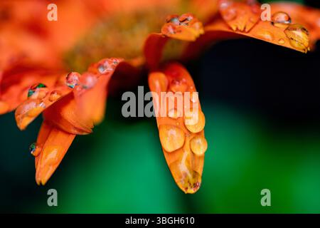 Ein detailliertes Nahaufnahme-Bild einer wunderschönen Gerbera-Gänseblümchenblume mit glitzernden Wassertropfen, die ihre zarten Blütenblätter und leuchtenden Farben zeigt Stockfoto