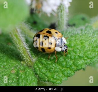 Harlequin Marienkäfer (Harmonia axyridis succinea) auf Minzblatt. Stockfoto